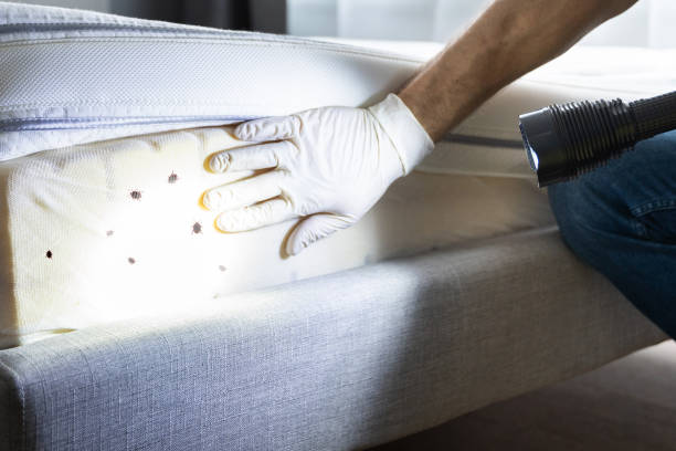 Best Affordable Pest Control Services  in Benton Park, CA