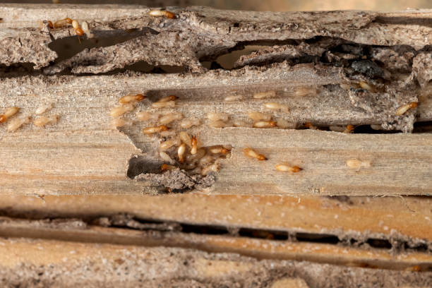 Best Pest Prevention Services  in Benton Park, CA