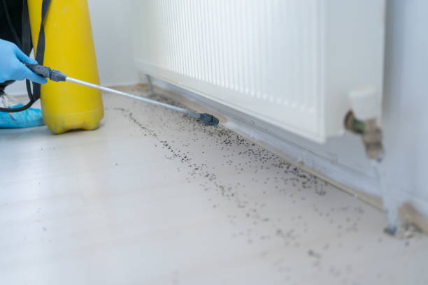 Best Residential Pest Control  in Benton Park, CA